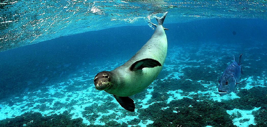 endless ocean wiki heal the monk seal quest